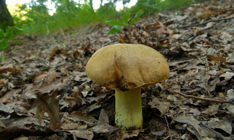 conferma per Boletus impolitus